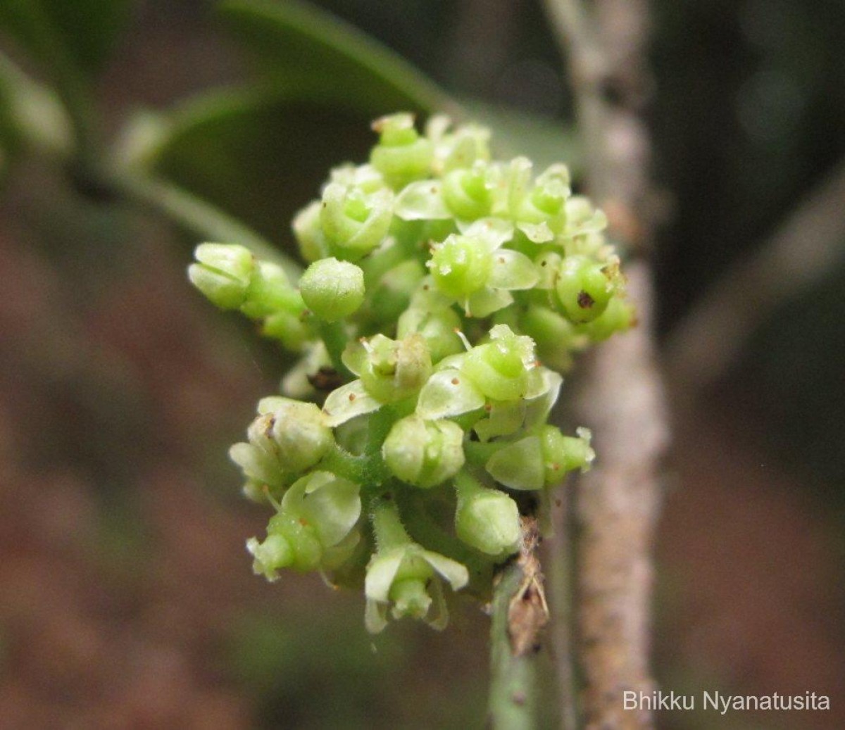 Tetrastigma nilagiricum (Miq.) B.V.Shetty